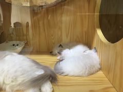 -鼓捣猫呢主题猫咖店