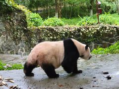 -都江堰中华大熊猫苑
