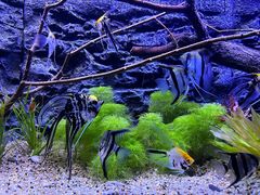 -上海海洋水族馆