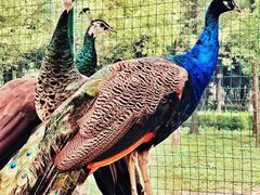 -西山漾湿地公园