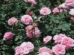 -人民公园(罗湖区)