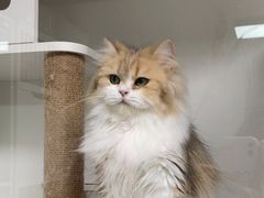 -十月米努特矮脚猫舍