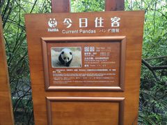 -成都大熊猫繁育研究基地