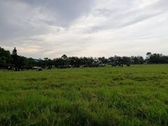 -瑞穗牧场