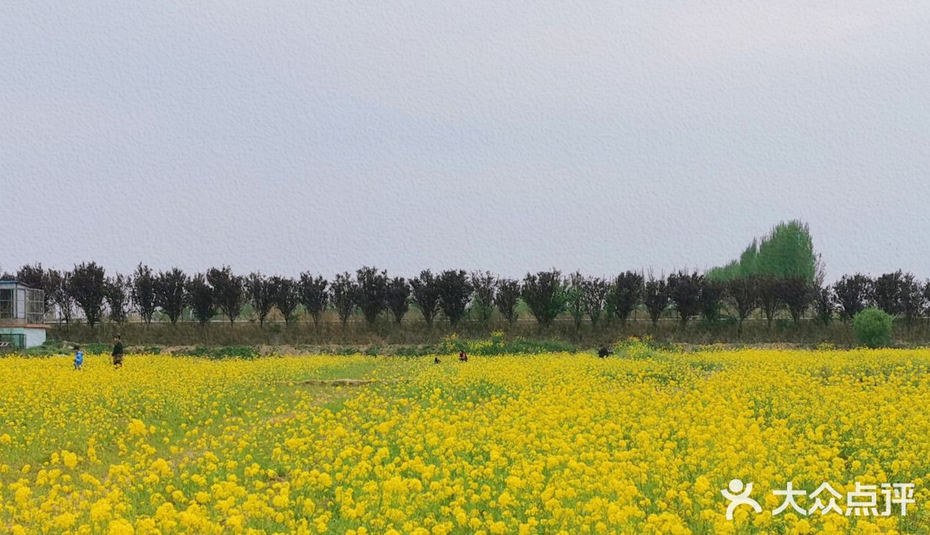 吴家堡油菜花基地