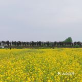 吴家堡油菜花基地