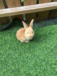 -萌宠亲子动物乐园(槐房万达店)