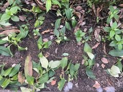 -燕晗山郊野公园