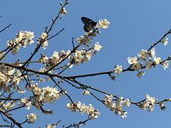 -荔枝公园(福田区)