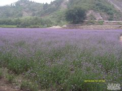 -紫海香堤香草艺术庄园