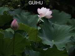 -桂湖森林公园