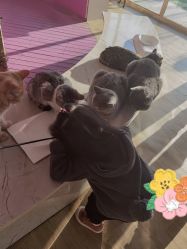 -萌宠亲子动物乐园(槐房万达店)