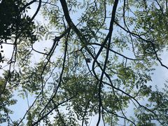 -铁山坪森林公园