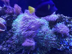 -暹罗海洋世界