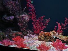 -暹罗海洋世界