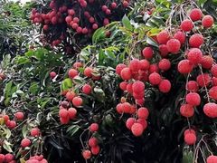 -从化深英荔枝黄皮龙眼采摘园