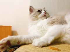 -PETKIT 小佩宠物·低压洗护·美容·寄养(安远店)