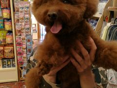 -多卡布奇宠物生活馆(上林世家店)