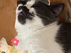 -瑞派动物医院·绝育·犬猫全科·预防医学(光景江南中店)