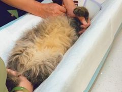 -瑞派宠物医院·犬猫全科·猫友好(宾水西道店)