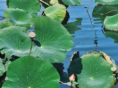 -长春市南湖公园