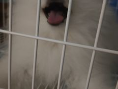 -翊宠yipet猫狗购宠庄园犬舍•猫舍