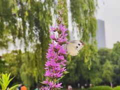 -橘子洲景区