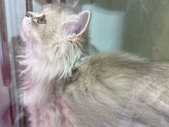 -青奢宠物·青奢猫舍