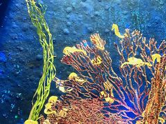 -珠海长隆海洋王国