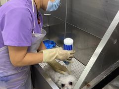 -北京观赏动物医院·24小时大型综合·猫专科·异宠专科
