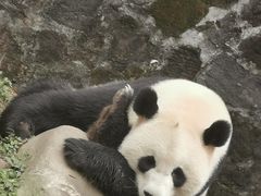 -都江堰中华大熊猫苑