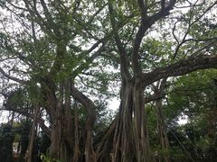 -瑞丽独树成林风景区