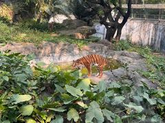 -广州动物园