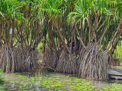 -中国科学院西双版纳热带植物园