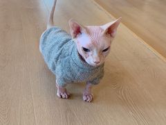 -猫腻·猫咖·撸猫馆(星光大道店)