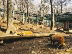 -宫城藏王狐狸村