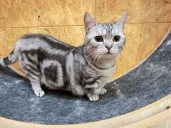 -和它·交个朋友·狗咖猫咖(爱琴海店)