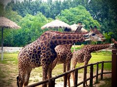 -北京野生动物园