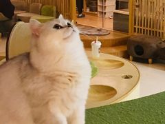 -猫和宫(六道口店)