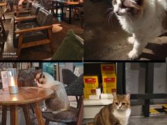 -咖法森林·咖啡  酒吧(天河店)