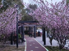 -高东镇樱花园