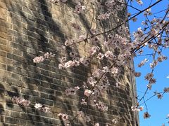 -桃花堤公园
