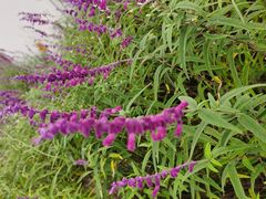 -廖老妈蹄花店(人民公园陕西街259号店)