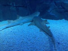 -烟台海昌鲸鲨海洋公园