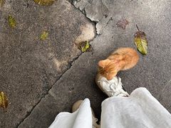 -郝刚刚羊杂割(柳巷店)