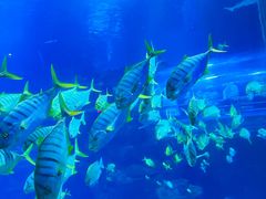 -太平洋海底世界