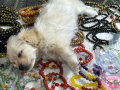 -潘家园(地铁站)