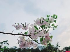 -莲花山公园