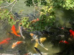 -水前寺成趣园
