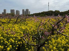 -南汇桃花村